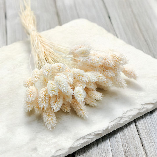 Dried Phalaris Canary Canary Grass Extra Bleached