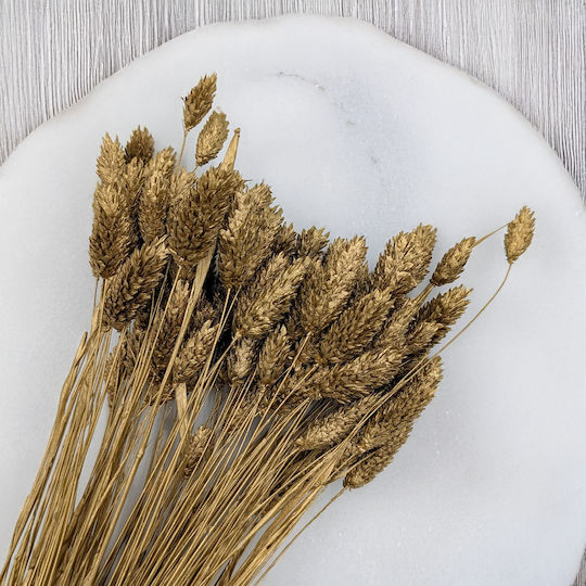 Dried Phalaris Canary Canary Grass Golden