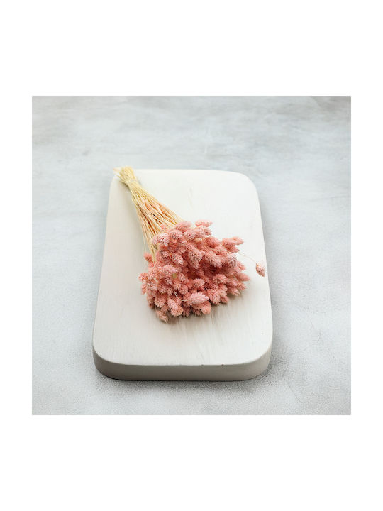 Dried Phalaris Canary Canary Grass Salmon