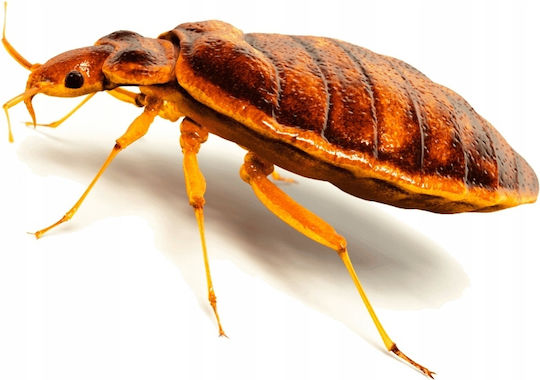 Bros Insektizid Falle 10 Stück