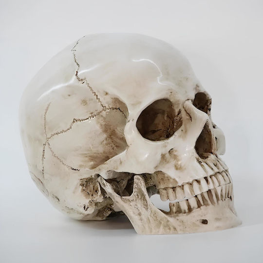 Skull Head Medical Training Manikin