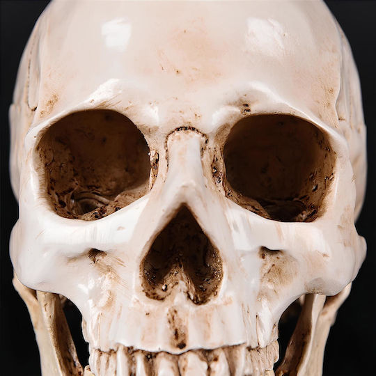 Skull Head Medical Training Manikin