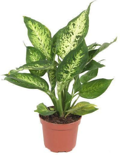 Ντιφενμπάχια Dieffenbachia Compacta