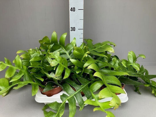 Επίφυλλο Epiphyllum Chrysocardium