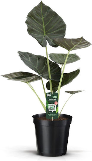 Αλοκάσια Alocasia Regal Shields Xl