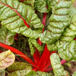 Red White Beet Seeds 5gr