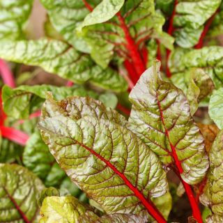 Red White Beet Seeds 5gr