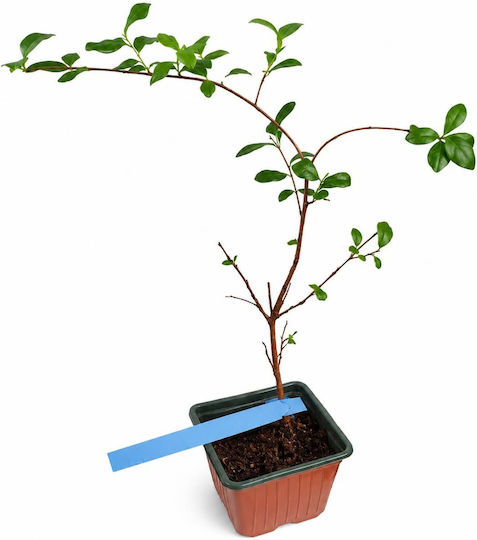 Лагерстремия Lagerstroemia Indica Дърво Нийм Растение