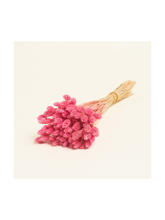 Beauty Home Dried Phalaris