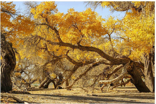 Gemälde Golden Autumn Trees Goldene Herbstbäume 150x100