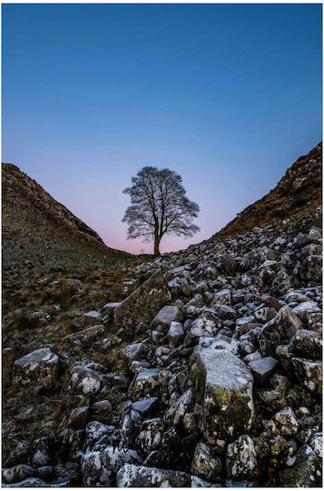 Πίνακας Lonely Tree In Rocky Valley Lonely Tree In Rocky Valley 100x150