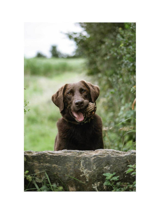 Панел Happy Dog In Nature Happy Dog In Nature 100x150