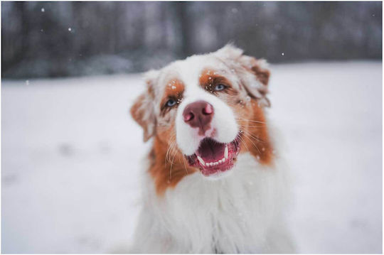 Painting Happy Dog In Snow Happy Dog In Snow 150x100