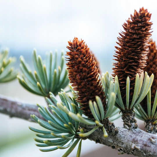 Pământ Conifer 50l Substrat Măsline Tui