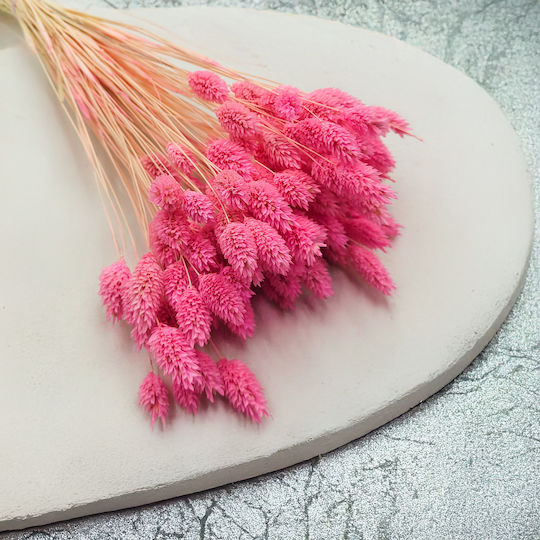 Dried Phalaris Canary Canary Grass Pink