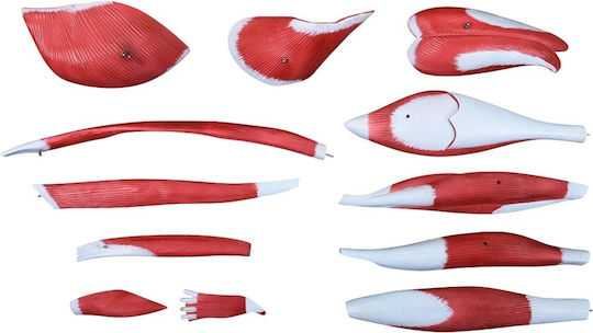 Medical Training Manikin Appendages & Joints Detachable