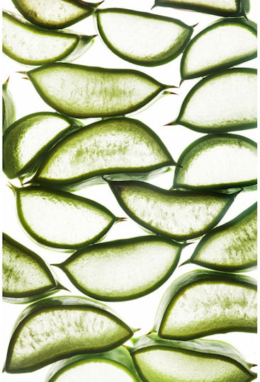 Urtekram Aloe Vera Σαμπουάν Αναδόμησης/Θρέψης για Ξηρά Μαλλιά Μαλλιά 250ml