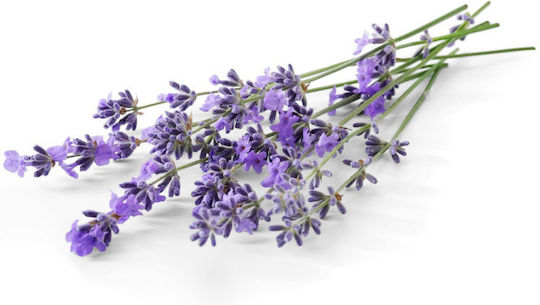 Urtekram Soothing Lavender Σαμπουάν Λείανσης & Λάμψης για Όλους τους Τύπους Μαλλιών 250ml