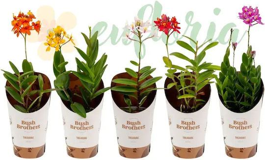Epidendrum Orchid — Crucifix Orchid Beginner-friendly Ø9 Cm Flowers Assorted