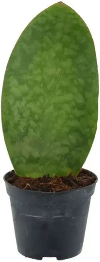 Sansevieria Masoniana 'whale Fin' Ø6 Cm