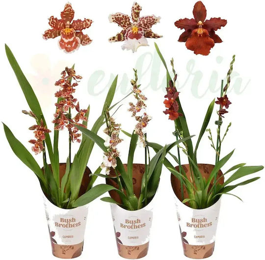 Cambria Orchid Ø12 Cm