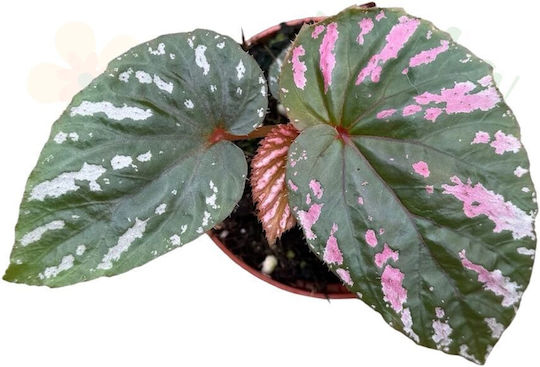 Begonia Brevirimosa Ø8 Cm