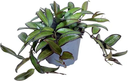 Hoya 'rosita' Ø9 Cm