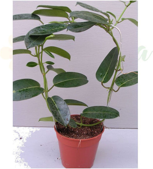 Madagascar Jasmine Stephanotis Floribunda Ø12 Cm