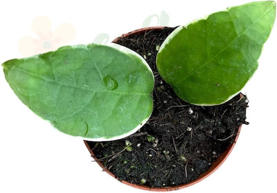 Hoya Verticillata Panglay Variegata Ø8cm Ø8 Cm Hoya Verticillata Panglay Variegata Ø8cm Ø8 Cm