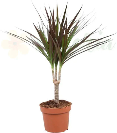 Dracaena Marginata Magenta Ø7 Cm Dracaena Marginata Magenta Ø7 Cm