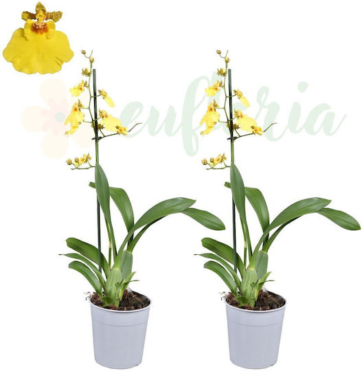 Oncidium Orchidee Münsterland Stern Duftende Blumen Ø12 Cm