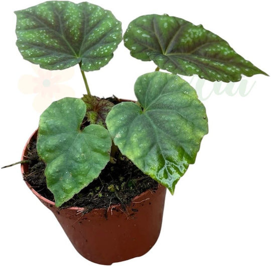 Begonia Pseudoedulis 'shiwanshan' Ø8cm Ø8 Cm