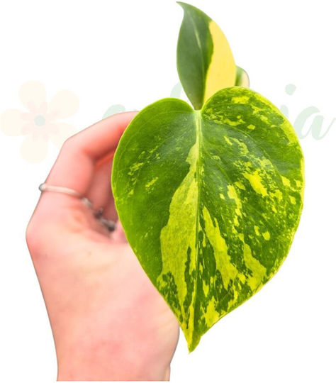 Monstera Deliciosa 'variegata Aurea' Ø7 Cm