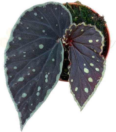 Begonia 'firefly' Ø8 Cm