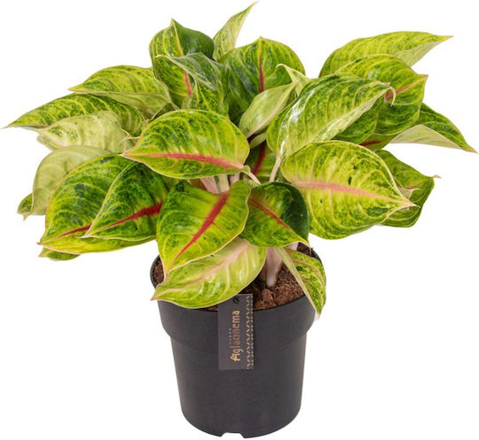 Eufloria Aglaonema 'Iguana Rot' Ø12 cm Eufloria Aglaonema 'Iguana Rot' Ø12 cm