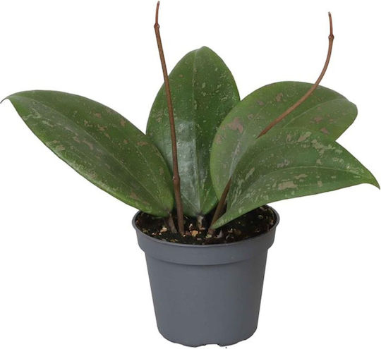 Hoya Wibergiae Ø6 Cm
