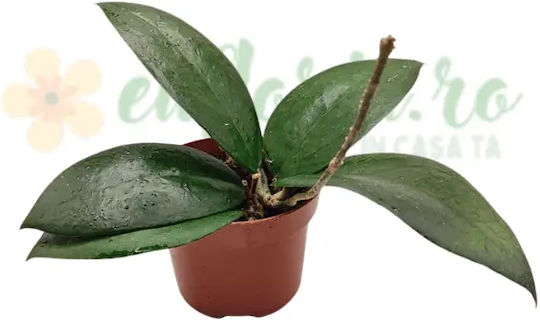Hoya 'puom Siam Ruby' Ø12 Cm