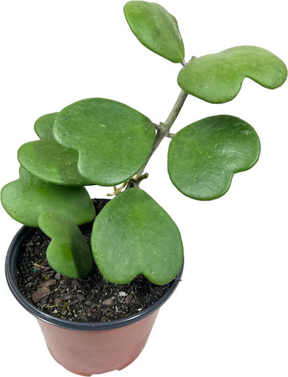 Hoya Kerrii Ø8 Cm