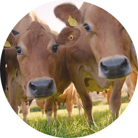 Kendamil Pulvermilch Bio Nature 2 HMO+ für 6m++ Monate 800gr