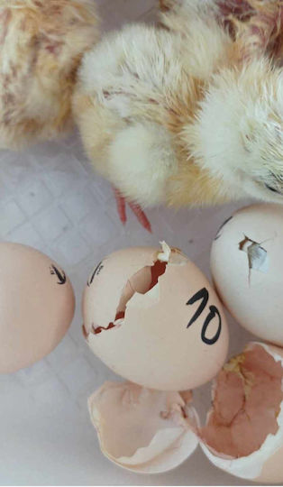 Automatic Chicken Incubator 36 Eggs with Steam System and Battery Support