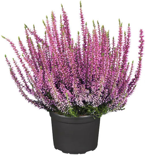 Калуна Calluna Vulgaris Garden Girls Лилава