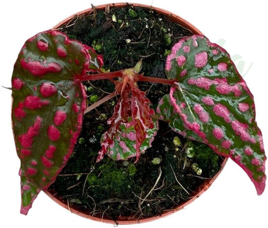 Begonia Pink Lady
