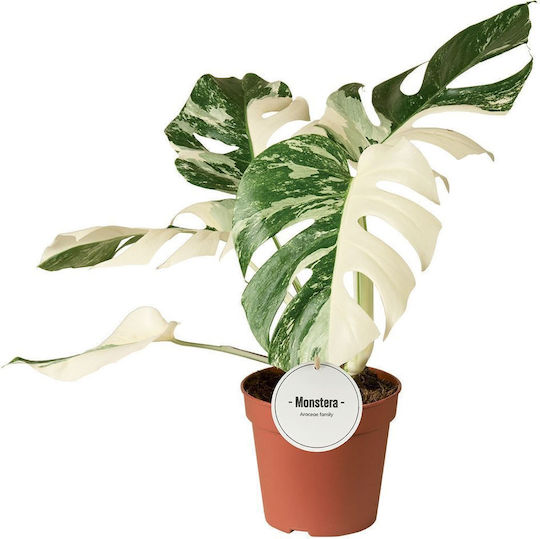 Monstera Monstera Deliciosa Variegata 1/2 Leaf Premium
