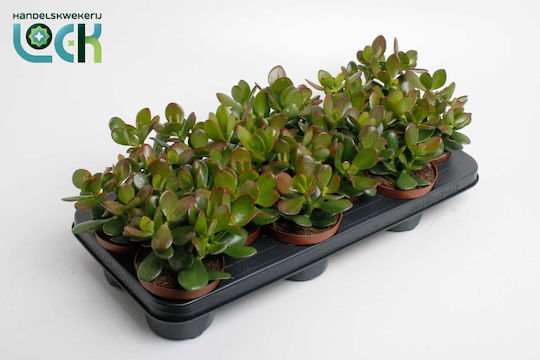 Crassula Ovata Sunset