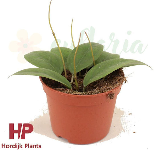 Hoya Tequila Sunrise Ø7 Cm Hoya Tequila Sunrise Ø7 Cm