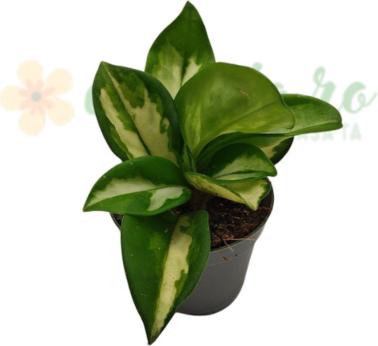 Hoya Carnosa Tricolor Krimson Princess Ø12 Cm Hoya Carnosa Tricolor Krimson Princess Ø12 Cm