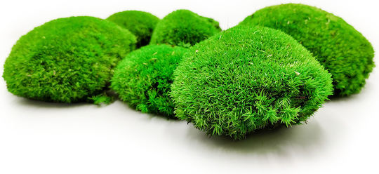 Perna De Mușchi Medie Verde Natural 0 062m² 40x15cm Suedia
