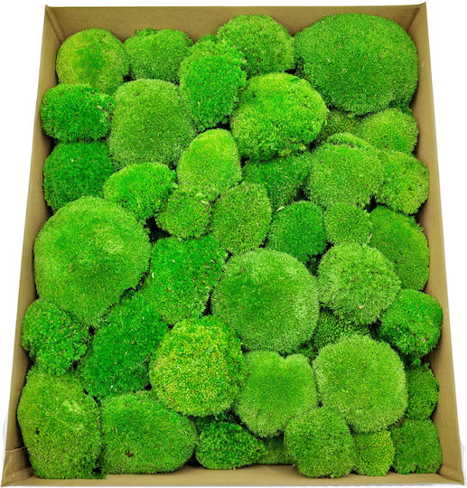 Perna De Mușchi Medie Verde Natural 0 062m² 40x15cm Suedia