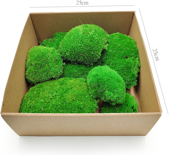 Perna De Mușchi Medie Verde Natural 0 062m² 40x15cm Suedia