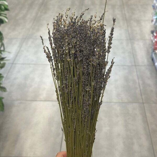 Dried Lavender Plant Dried Lavender Plant